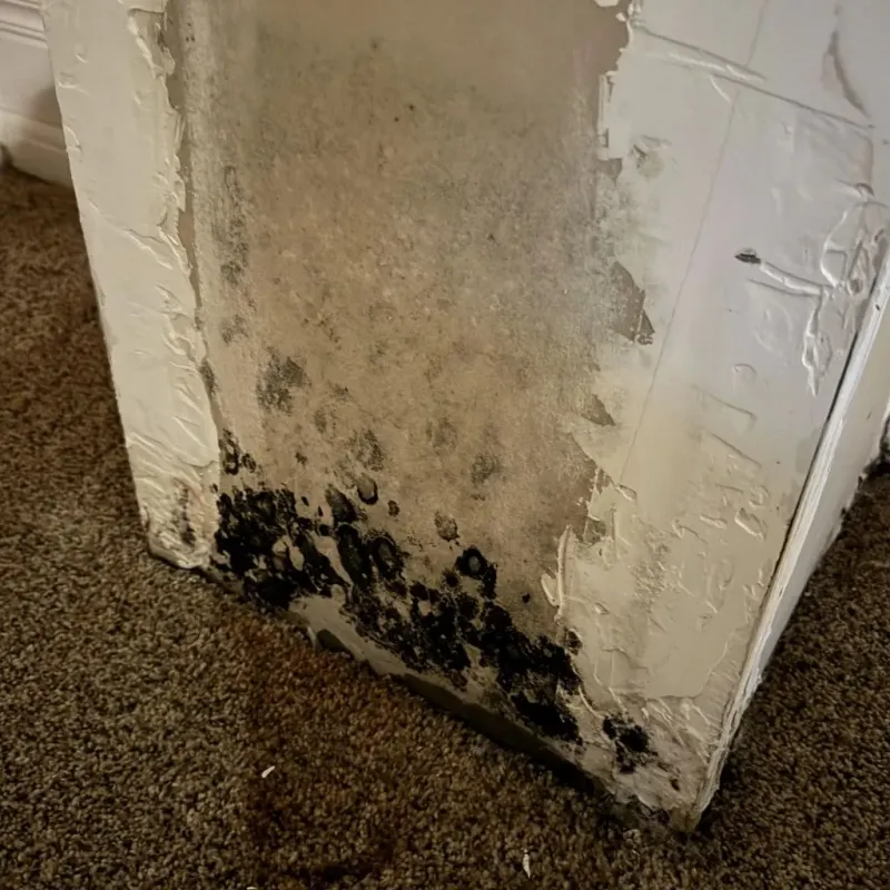 Professional Mold Removal in Saint George, UT